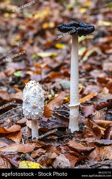 Shaggy ink cap (Coprinus comatus), two mushrooms between autumn leaves, Würmtal near Gauting, Bavaria, Germany, Europe