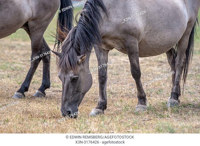 A konik horse (Equus ferus caballus) grazes in Bialowieza, Poland