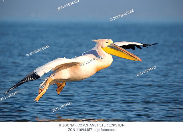 Rosapelikan fliegend über dem Kerkinni See
