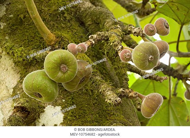 A wild fig, in fruit. (Ficus auriculata)