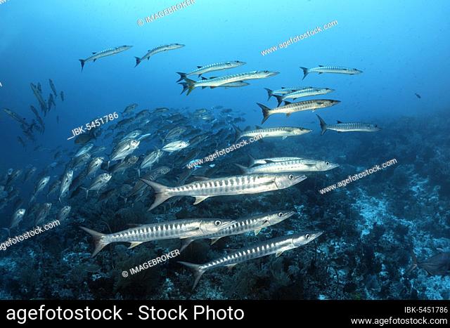 Swarm of fish Blackfin barracudas (Sphyraena qenie), behind it swarm Bigeye trevally (Caranx sexfasciatus) Pacific, Sulu Lake