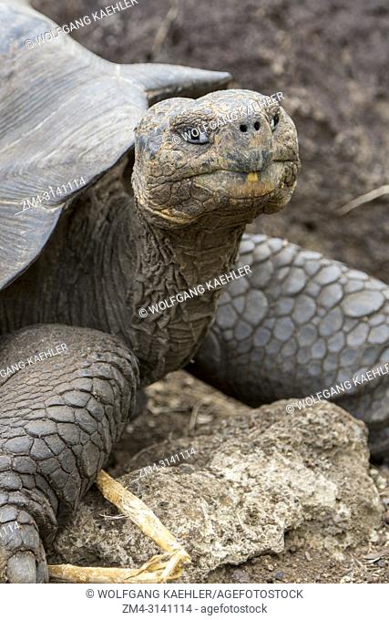 A tortoise at the Jacinto Gordillo tortoise breeding center in the highlands of San Cristobal Island (Isla San Cristobal) or Chatham Island in the Galapagos...