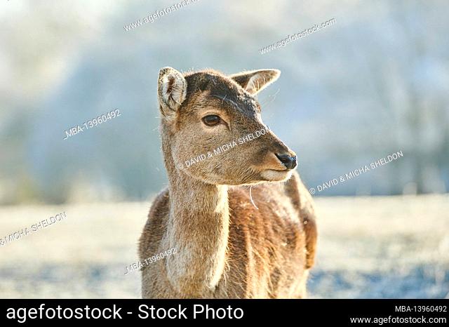 Fallow deer (Dama dama), animal portrait, winter