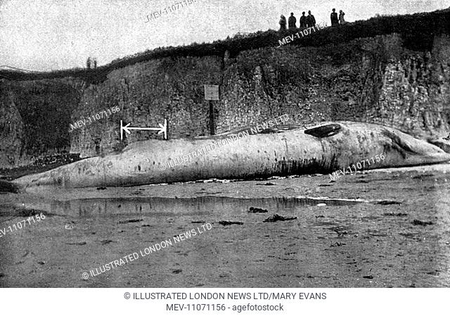 Probably killed by striking and exploding a mine: a whale which, floating on the sea, caused the Margate lifeboat to put out to rescue 'the possible survivors...