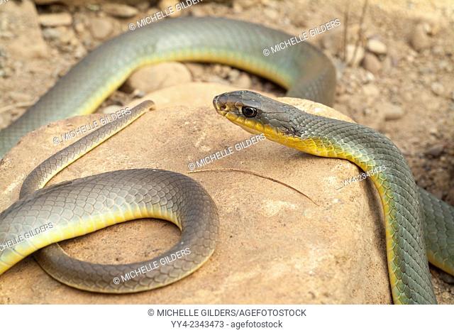 Eastern yellow-bellied racer, Coluber constrictor flaviventris, endemic to North America