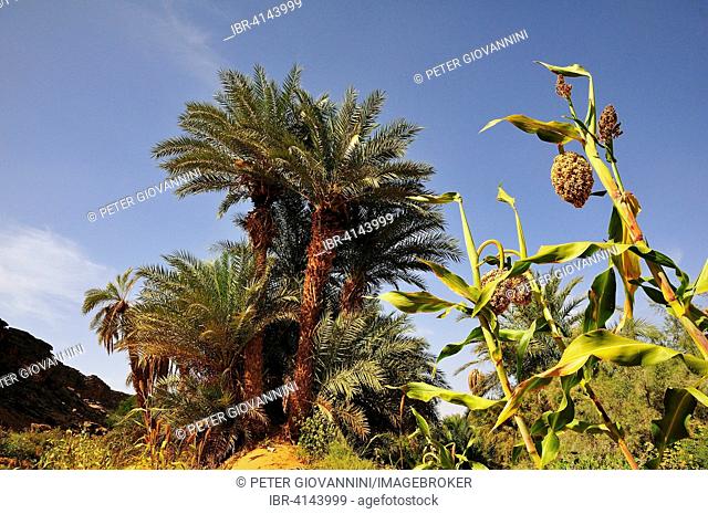 Date palm and sorghum plant, oasis near Ouadane, Adrar Region, Mauritania