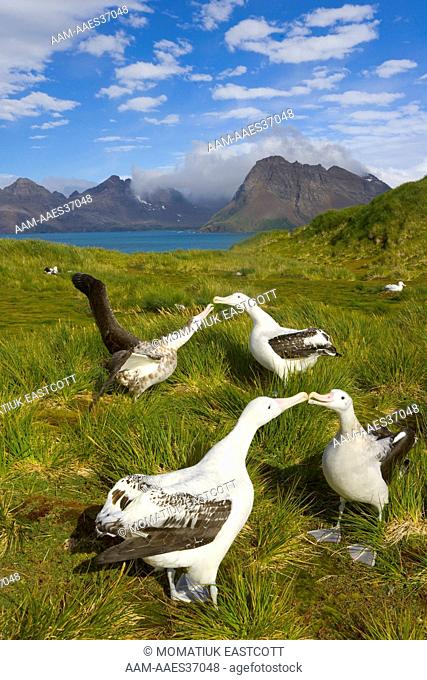 Wandering albatross ( Diomedea exulans) adults touchng bills, billing, spreading wings, dancing, displaying, courting during mating season
