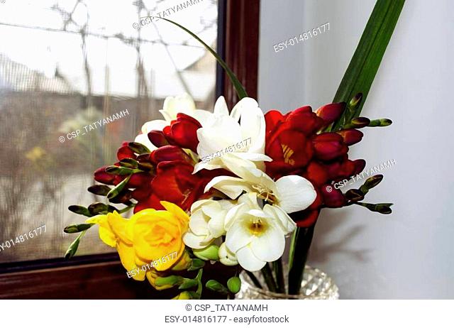 Bright bouquet of odorous freesia o