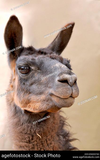 Llama, South American camelid, which live in the high alpine areas of the Andes