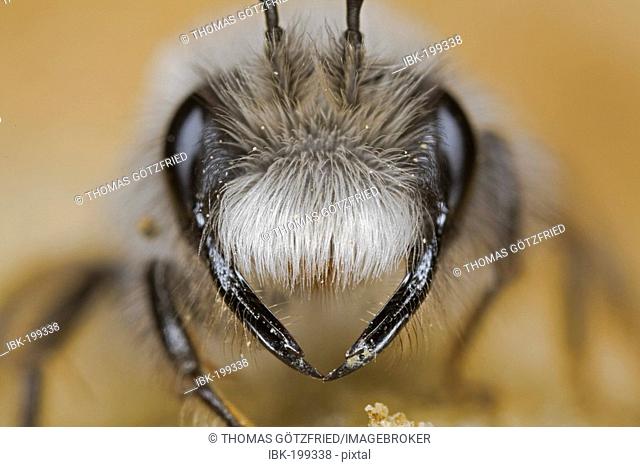 Grey Mining Bee (Andrena vaga), wild bee