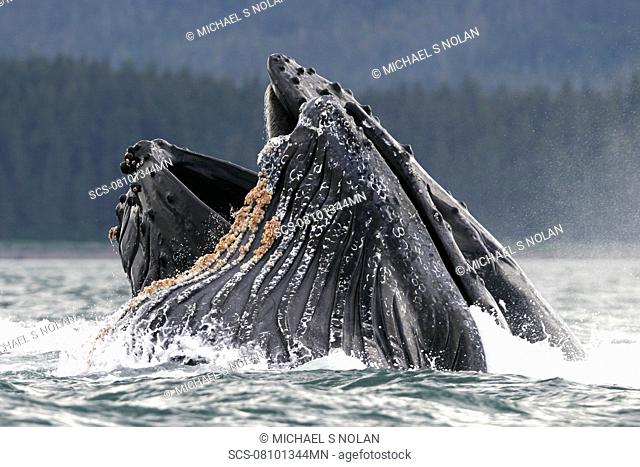 Humpback Whales Megaptera novaeangliae co-operatively bubble-net feeding in Stephen's Passage, Southeast Alaska, USA Pacific Ocean