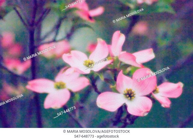Pink Dogwood Blossom. Cornus florida pink. April 2005, Maryland, USA
