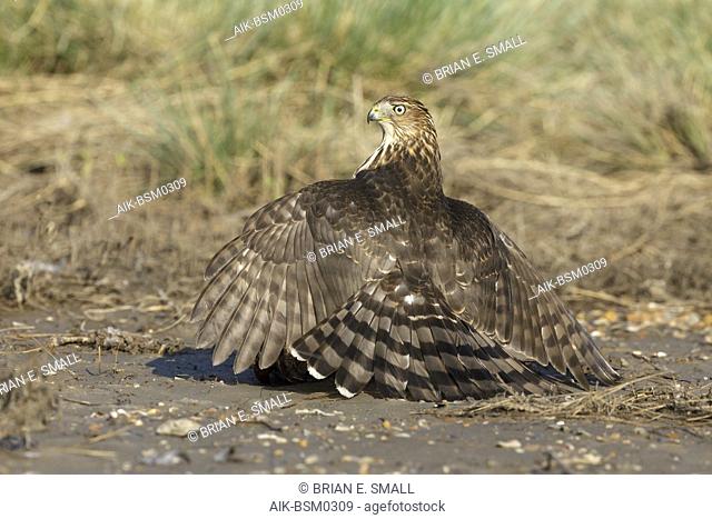 Immature Cooper's Hawk (Accipiter cooperii) sitting on top of a caught prey in Chambers County, Texas, USA. Seen from the side