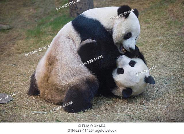 The Hong Kong Jockey Club Giant Panda Habitat, Ocean Park, Hong Kong