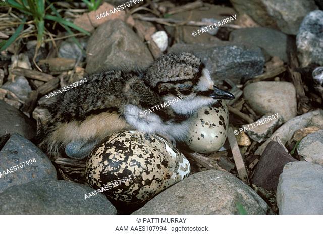 Killdeer (Charadrius vociferus), newly hatched chick & 2 eggs, camouflaged, Rutger's University Campus, NJ