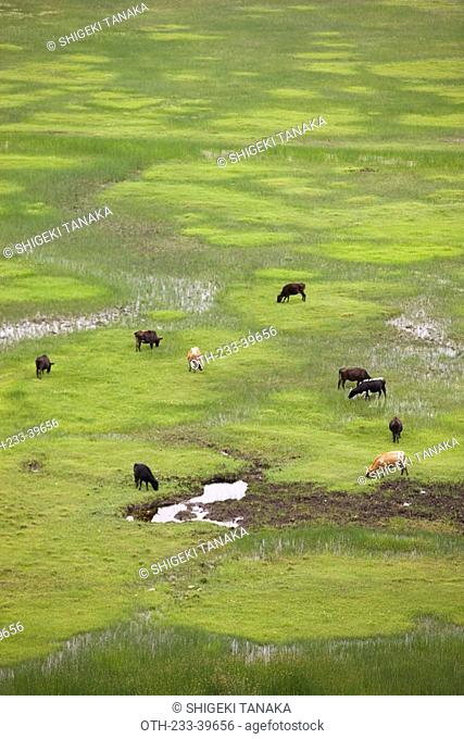Pasturing of cattles, Shangri-la, China