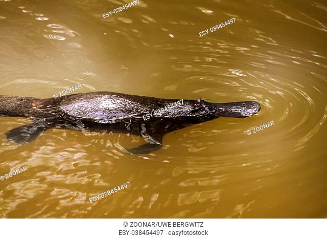 Platypus swimming on the surface of a creek, Yungaburra, Atherton Tablelands, Queensland, Australia