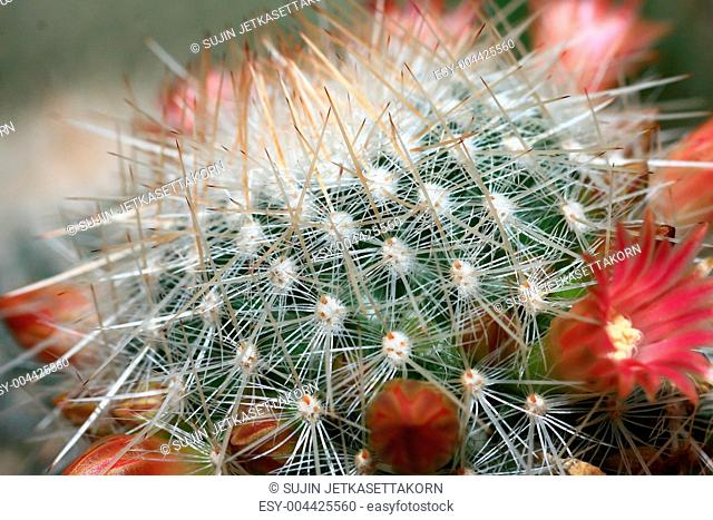 top part of a flowering cactus plant