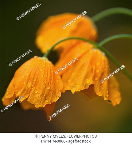 Iceland poppy, a Papaver nudicaule, orange coloured flower covered with raindrops