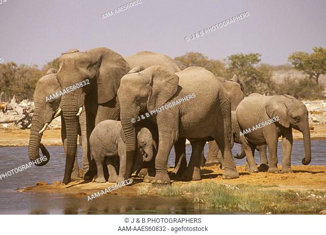 African Elelphant (Loxodonta africana) Etosha, Namibia