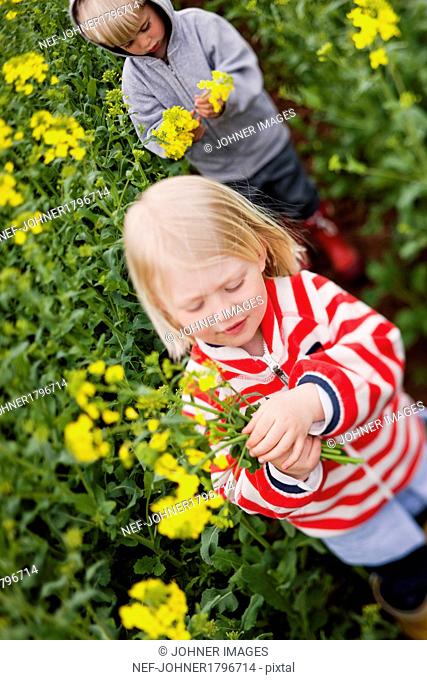 Children picking oilseed rape flowers