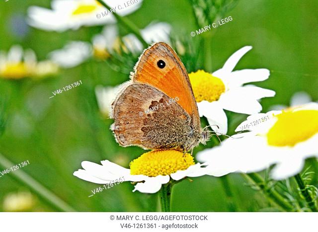 Small Heath Coenonympha pamphilus hangs on chamomille  Anthemis nobilis  Underwings visible