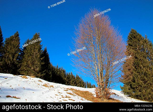 Germany, Bavaria, mountains, Hirzeneck, winter landscape, Upper Bavaria, mountain landscape, landscape, mountains, forest, snow, winter, season