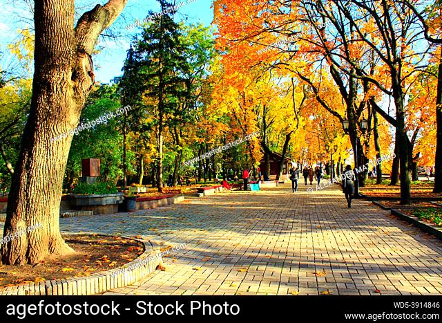 Autumnal park with promenade path big trees with yellow leaves