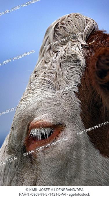 The eye of a cow grazing in a meadow near Buching, Germany, 8 August 2017. Photo: Karl-Josef Hildenbrand/dpa. - Buching/Bavaria/Germany