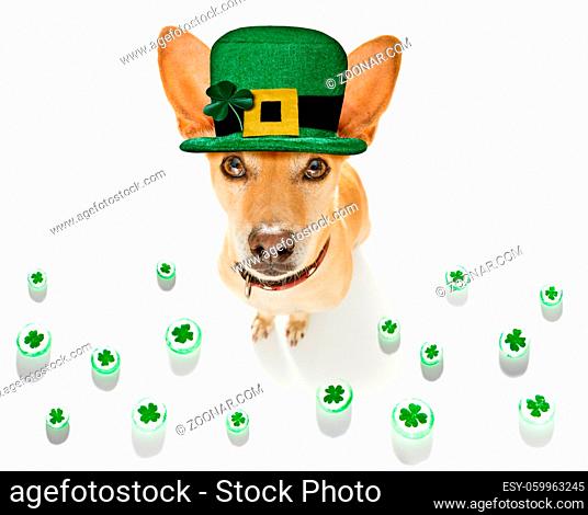 st patricks day chihuahua dog with lucky clover isolated on black dark dramtic background