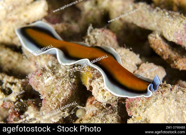 Polyclad Flatworm (Pseudoceros sp), night dive, Arborek Jetty dive site, Arborek Island, Dampier Strait, Raja Ampat, West Papua, Indonesia
