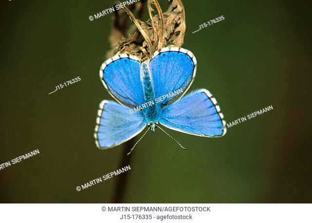 Butterfly (Lysandra bellargus)