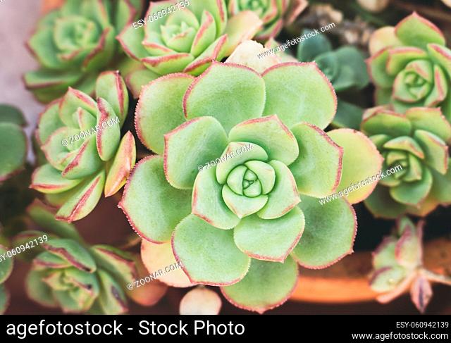 Horizontal closeup photo of perfect succulent Echeveria plant shaped like a rose, from Crassulaceae family. Shallow depth of field