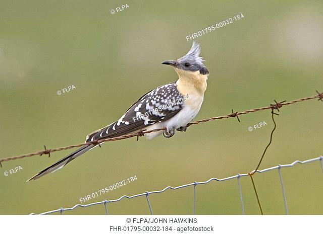 Great Spotted Cuckoo Clamator glandarius adult female, perched on barbed wire fence, Extremadura, Spain, february