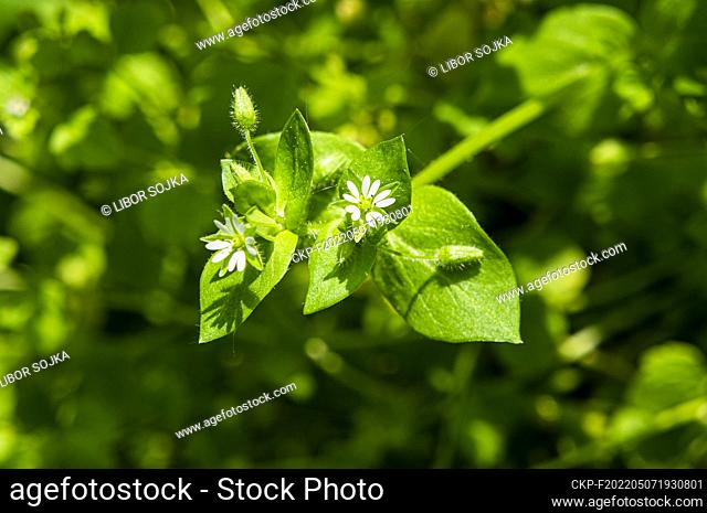 Common Chickweed, Stellaria media, flowering in Pruhonice, Central Bohemian Region, Czech Republic, on May 3rd, 2022. (CTK Photo/Libor Sojka)