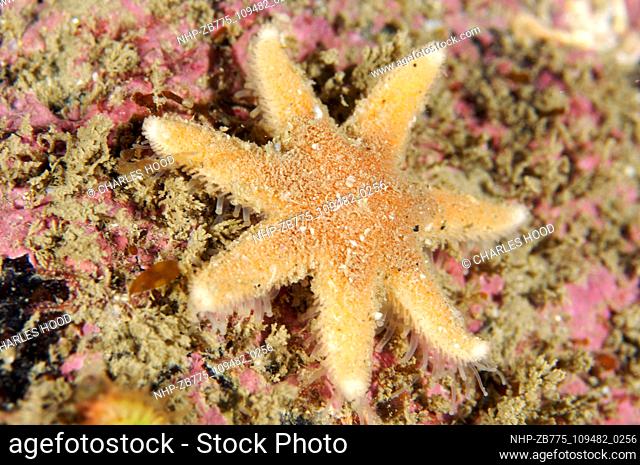 Seven-armed starfish  Date: 07/11/2003  Ref: ZB775-109482-0256  COMPULSORY CREDIT: Oceans Image/Photoshot