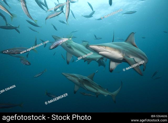 Blacktip Sharks (Carcharhinus limbatus), Aliwal Shoal, Indian Ocean, South Africa, Africa