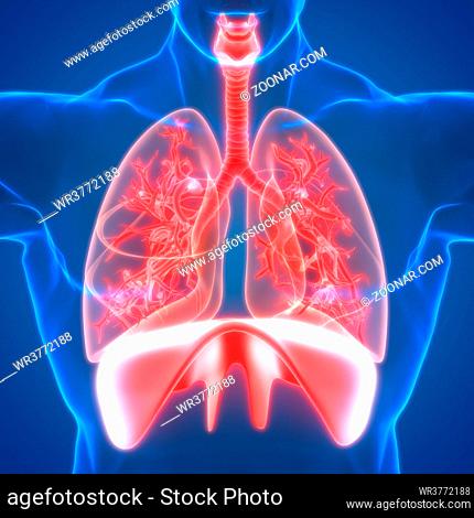 3D Illustration Concept of Human Respiratory System Lungs with Diaphragm Anatomy