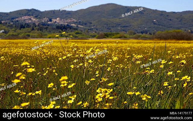 Greece, Greek Islands, Ionian Islands, Corfu, spring, spring meadows, meadow with yellow flowers, photographed from near the ground