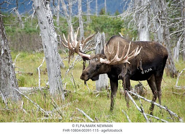 American Moose Alces alces americana adult male, shedding velvet from antlers, standing amongst dead trees, Alaska, U S A