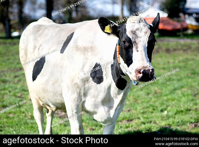 15 April 2021, Lower Saxony, Südbrookmerland: A cow stands in a pasture. In many regions of Lower Saxony, cows are allowed out onto the meadows again with the...