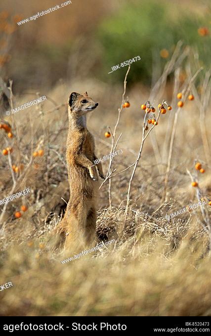 Yellow mongoose (Cynictis penicillata), adult standing upright, alert, Mountain Zebra National Park, Eastern Cape, South Africa, Africa
