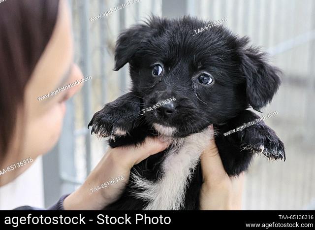 RUSSIA, DONETSK - NOVEMBER 24, 2023: A volunteer holds a puppy at an animal shelter. Dmitry Yagodkin/TASS
