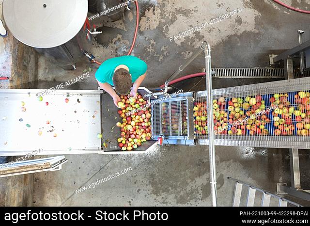 20 September 2023, Saxony, Possendorf: Dominic Sonntag checks the quality of the apples at the juice press of the organic wine press Sonntag