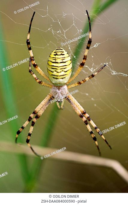 Banded argiope spider (Argiope trifasciata)