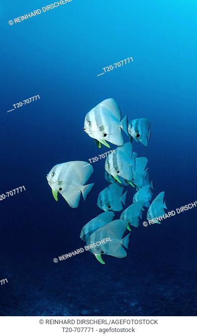 Shoal of Longfin Batfishes, Platax Teira, Maldives, Indian Ocean, Meemu Atoll