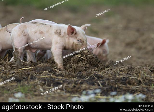 Pig (Sus domesticus) juvenile piglet standing in a muddy farm field, Suffolk, England, United Kingdom, Europe