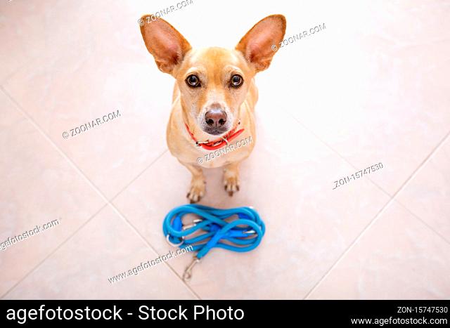 chihuahua dog waiting for owner to play and go for a walk with leash , isolated on floor background