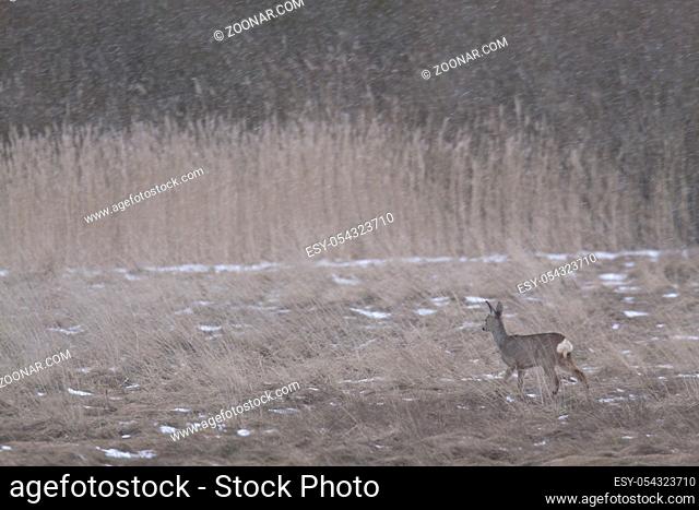 Weibliches Reh wechselt im Schneetreiben ueber eine Sumpfwiese - (Europaeisches Reh - Rehwild) / Female Roe Deer crosses in driving snow over a marshy meadow -...