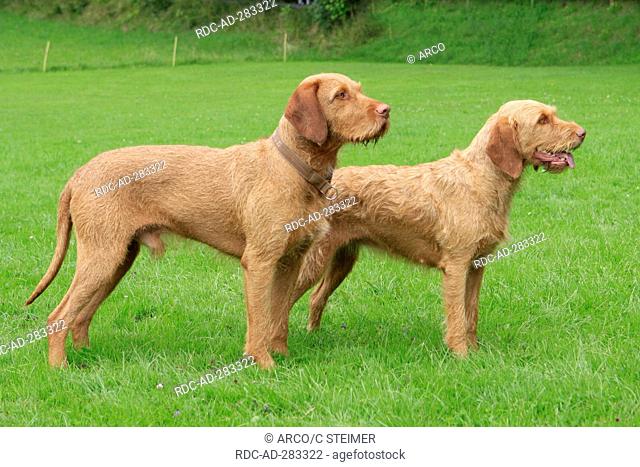 Hungarian Wire-haired Pointing Dogs, pair / Magyar Vizsla, side